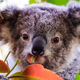 Imagen para el artículo titulado Australia incluye a los koalas entre sus especies en peligro de extinción